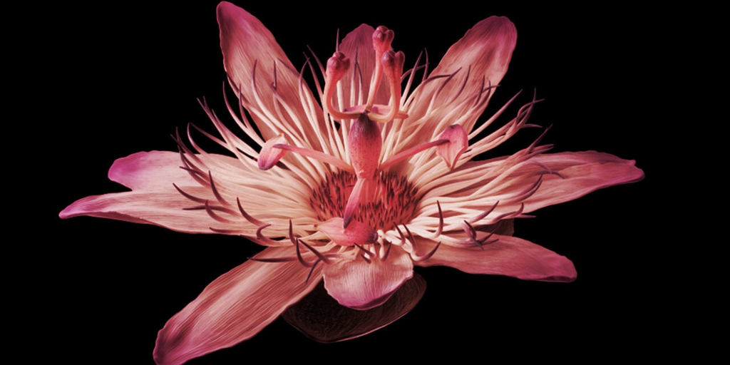 Heterosis NFT Art Project Not ‘Possible in Any Other Medium': Mat Collishaw