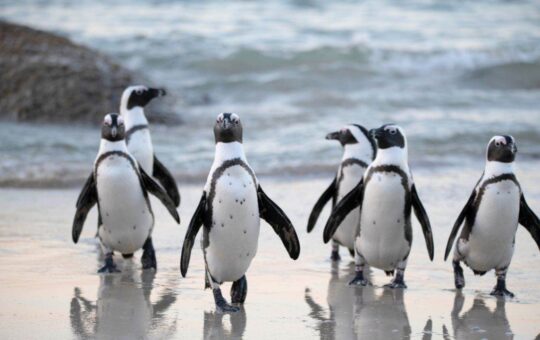 My Neighbor Alice Partners With Pudgy Penguins to Launch New Game Zone ‘Pudgy Land'