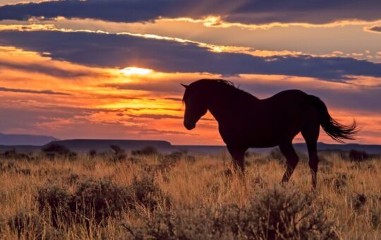 Wyoming's 'Frontier' Stablecoin Debuts on Ethereum, Solana and Avalanche