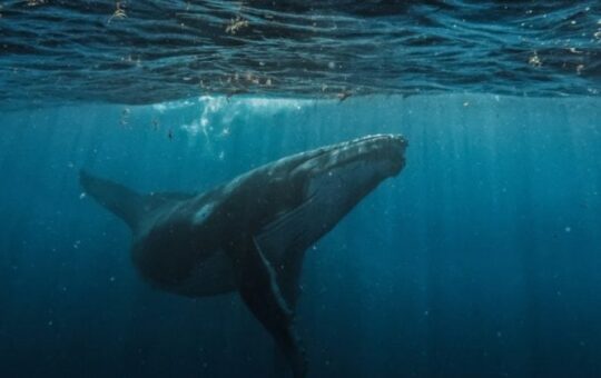 Hyperliquid sees largest single liquidation order at $21.4M in BTC-USD