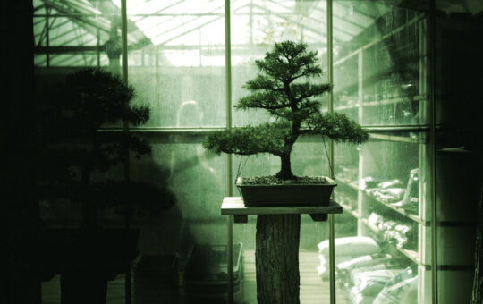 Meet Bonsai: The First 27B AI Model That Fits on Your Phone